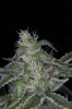 GrapeUltra_tallpheno_Day59_side.jpg