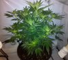 1grape6-3.jpg