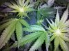 2grape6-3.jpg