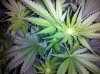 3grape6-3.jpg