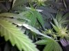 4grape6-3.jpg