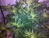 5grape6-3.jpg