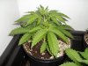 100_0730.jpg