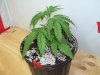 100_0727.jpg
