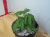 100_0726.jpg