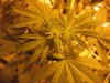 mkflower2weeks 001.jpg