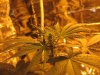 mkflower2weeks 002.jpg
