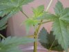 DSCN2176.jpg DSCN2176.jpg