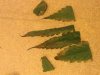 leaf.jpg