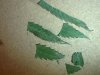 under-side of leafs.jpg