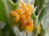 Coccinella_septempunctata_ova.jpg