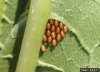 SquashBugEggs.jpg