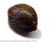 cannabis-seed-surface-texture.jpg