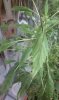 IMAG0488.jpg