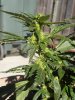 DSCN0730.jpg