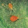 red spider mite.jpg