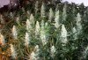 bud2.jpg bud2.jpg