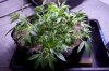 cannabis-jillybean3-v28-2760.jpg