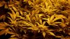 weed 001.jpg