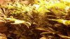 weed 002.jpg