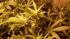 weed 003.jpg