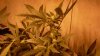 weed 004.jpg