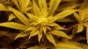 weed 005.jpg