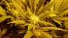 weed 006.jpg