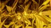 weed 007.jpg