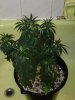 Pheno1.jpg
