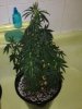 Pheno2.jpg