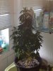 Pheno3.jpg