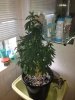 Pheno4.jpg