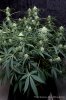 cannabis-spacejill4-d28-2850.jpg