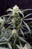 cannabis-spacejill4-d28-2854.jpg