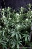 cannabis-spacejill5-d28-2860.jpg