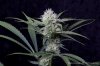cannabis-spacejill5-d28-2869.jpg