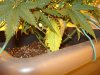 DSC00589.jpg