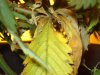 DSC00590.jpg