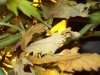 DSC00591.jpg