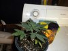 2 week lsd seedling.jpg
