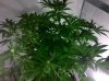 grape1-6-7.jpg