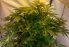 grape2-6-7.jpg