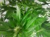 grape3-6-7.jpg