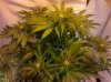 grape4-6-27.jpg
