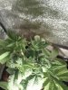 IMG_20120608_194549.jpg