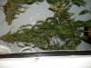100_0520.jpg