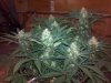 2012-06-09_09-31-09_779.jpg 2012-06-09_09-31-09_779.jpg