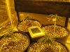 23 days from seed.jpg