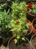 Querkle Mother #2.jpg